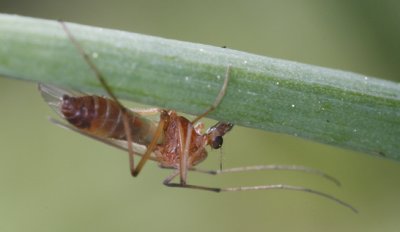 chironomid 2E1Z8043.jpg