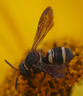 Epeolus bifasciatus