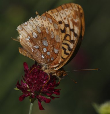 butterflies