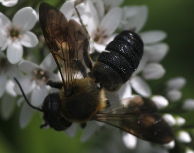 giant resin bee 2E1Z9901.jpg