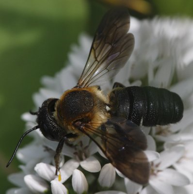 giant resin bee small 2E1Z9914.jpg