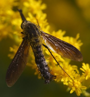 Lepidophora 2E1Z0433.jpg