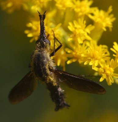 flies
