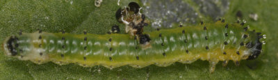 sawfly larvum2E1Z0204.jpg