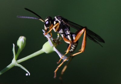 WASP2E1Z6573.jpg