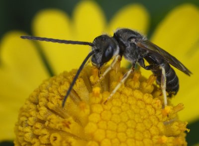 Halictus ligatus, again, I think