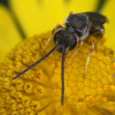small bee 2E1Z0741.jpg