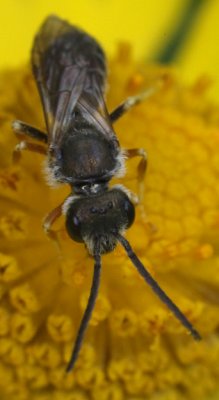 bees_plus