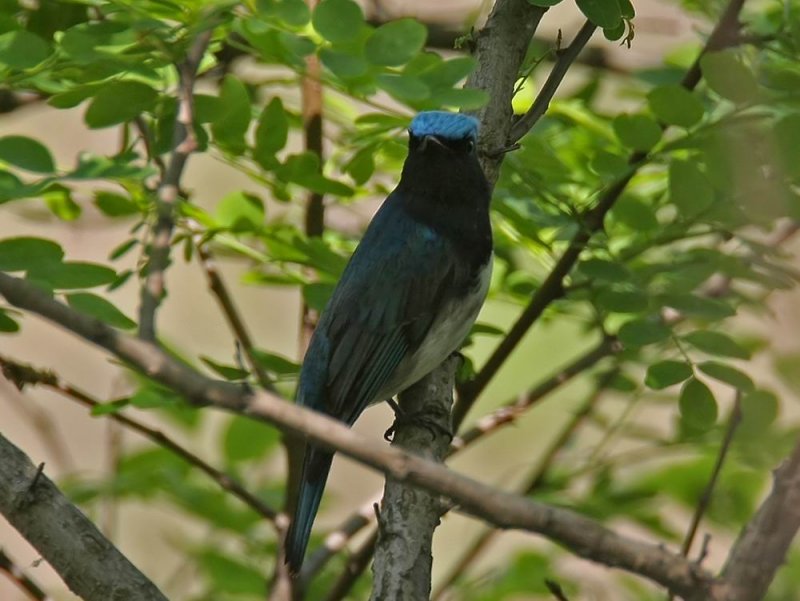 Blue-and-white Flycatcher (Blvit flugsnappare) Cyanoptila cyanomelana