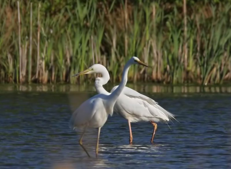 Great White Egret (gretthger) Egretta alba