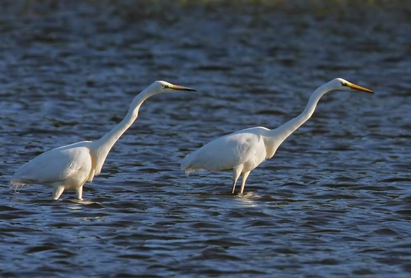 Great White Egret (gretthger) Egretta alba