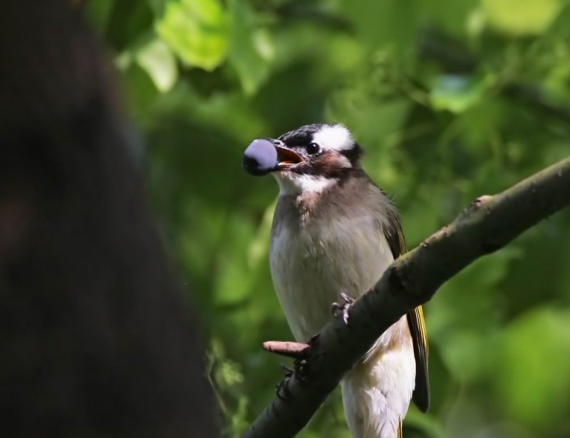 Light-vented (Chinese) Bulbul (Kinabulbyl)  Pycnonotus sinensis