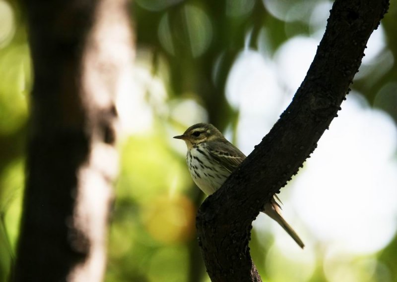 Olive-backed Pipit (Sibirisk piplrka) Anthus hodgsoni