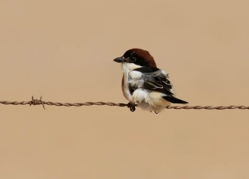 Woodchat Shrike (Rdhuvad trnskata) Lanius senator