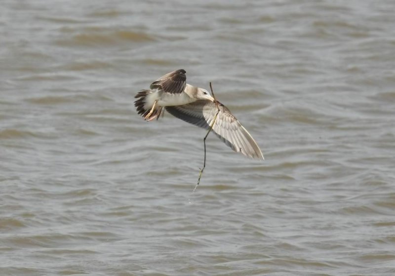 Black-tailed Gull  (Svartstjrtad ms) Larus crassirostris