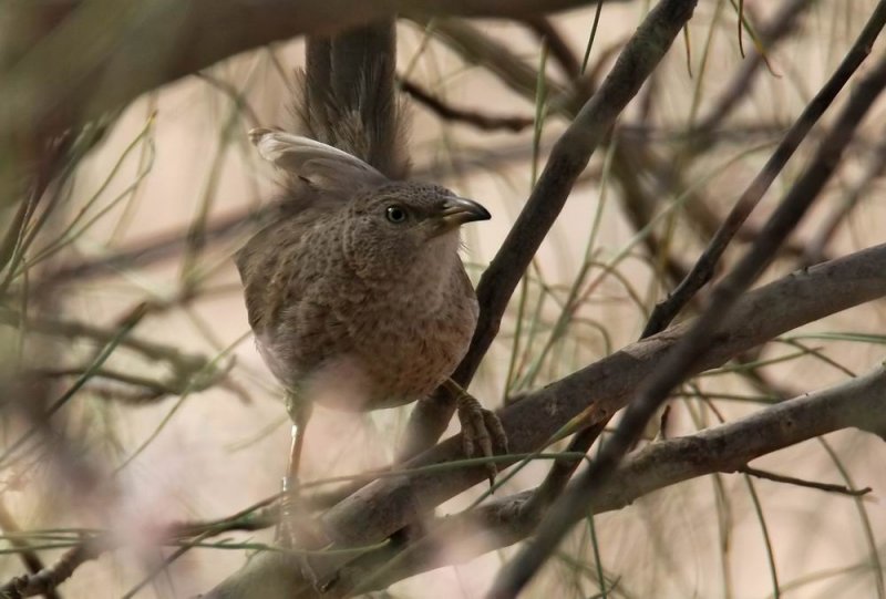 Arabian Babbler (Arabskriktrast) Turdoides squamiceps