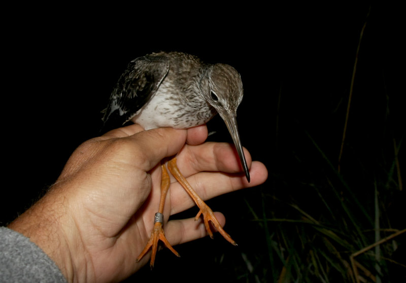 Redshank (Rdbena) Tringa totanus