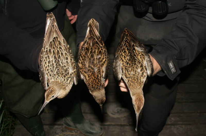 Ruff (Brushane) Philomacus pugnax