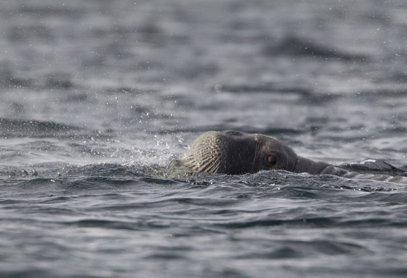 Walrus (Odobenus rosmarus) CP4P1437.jpg