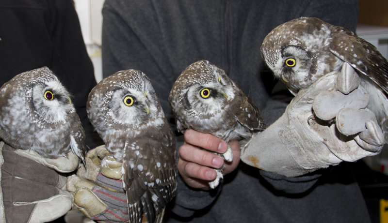 Tengmalms Owl ( Prluggla )  Aegolius funereus - IMG_2128.jpg