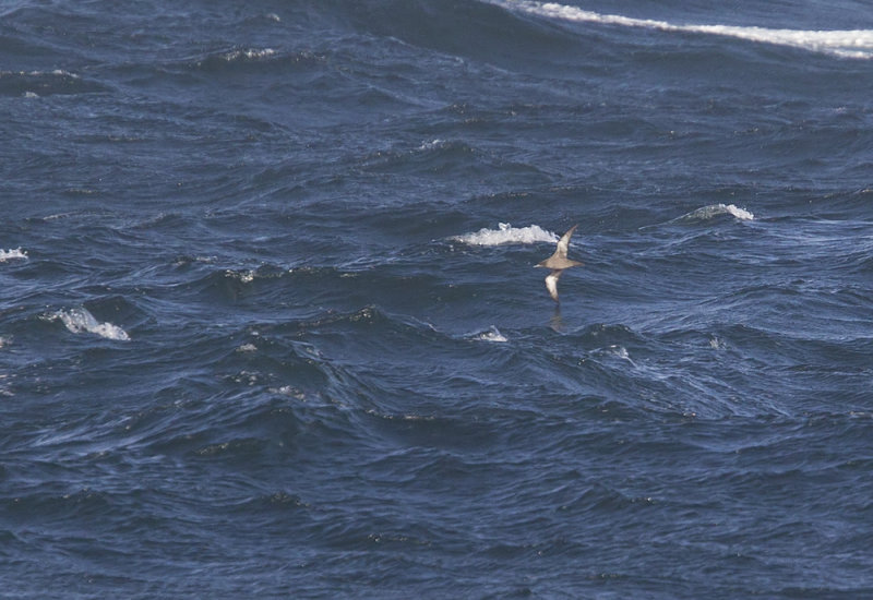 Sooty Shearwater (Grlira) Puffinus griseus CP4P5763.jpg