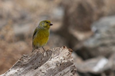 Canary (Kanariefågel) Serinus canaria