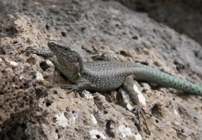 Madeiran Wall Lizard (Teira dugesii)