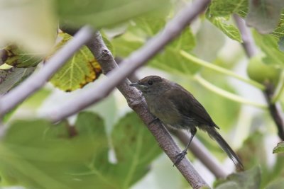 Blackcap (Svarthtta) Sylvia atricapilla heineken