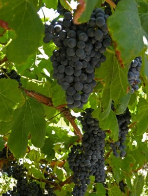 Madeiran grapes