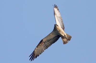 Osprey (Fiskgjuse) Pandeon haliaetus