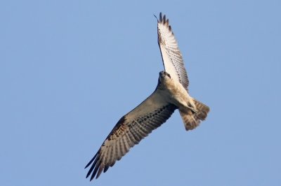 Osprey (Fiskgjuse) Pandeon haliaetus