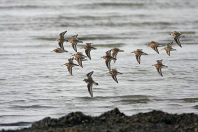 Dunlins, Curlew Sandpiper and Ringed Plover