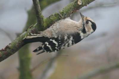 Lesser Spotted Woodpecker ( Mindre hackspett) Dendrocopos minor