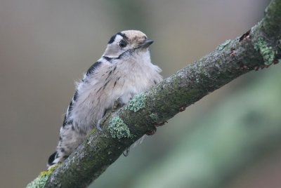 Lesser Spotted Woodpecker ( Mindre hackspett) Dendrocopos minor