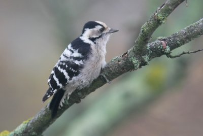 Lesser Spotted Woodpecker ( Mindre hackspett) Dendrocopos minor