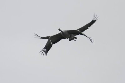 Common Crane (Trana) Grus grus