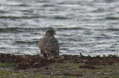 Gyrfalcon (Jaktfalk) Falco rusticolus