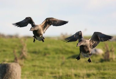 Brent Goose (Prutgs) Branta bernicla