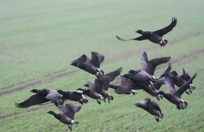 Brent Goose (Prutgs) Branta bernicla