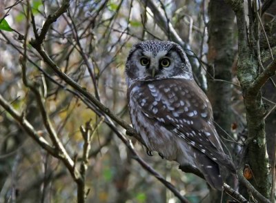 Tengmalm's Owl (Prluggla) Aegolius funereus