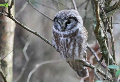 Tengmalm's Owl (Prluggla) Aegolius funereus