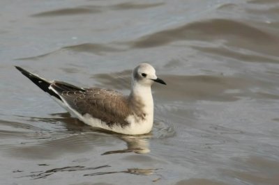 Sabine´s Gull (Tärnmås) Larus sabini