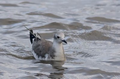 Sabine´s Gull (Tärnmås) Larus sabini