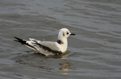 Kittiwake (Tretig ms) Rissa tridactyla