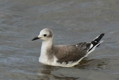 Sabine´s Gull (Tärnmås) Larus sabini