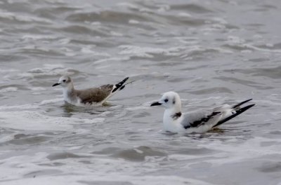 Sabine´s Gull (Larus sabini) and Kittiwake (Rissa tridactyla