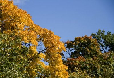 Autumn at Rosendal