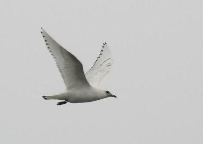 Ivory Gull (Isms) Pagophila eburnea