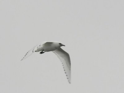 Ivory Gull (Isms) Pagophila eburnea