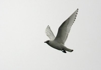 Ivory Gull (Isms) Pagophila eburnea